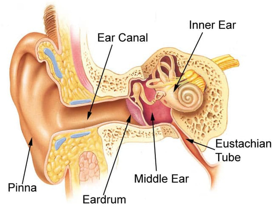 inner-ear-